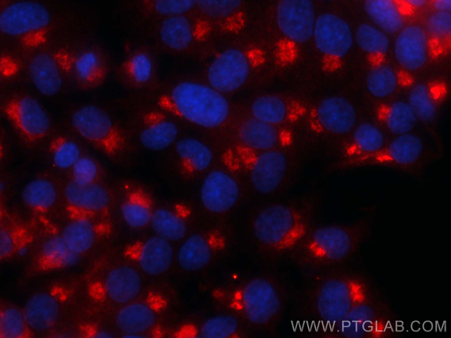 Immunofluorescence (IF) / fluorescent staining of PC-12 cells using CoraLite®594-conjugated Syntaxin 6 Monoclonal anti (CL594-60059)