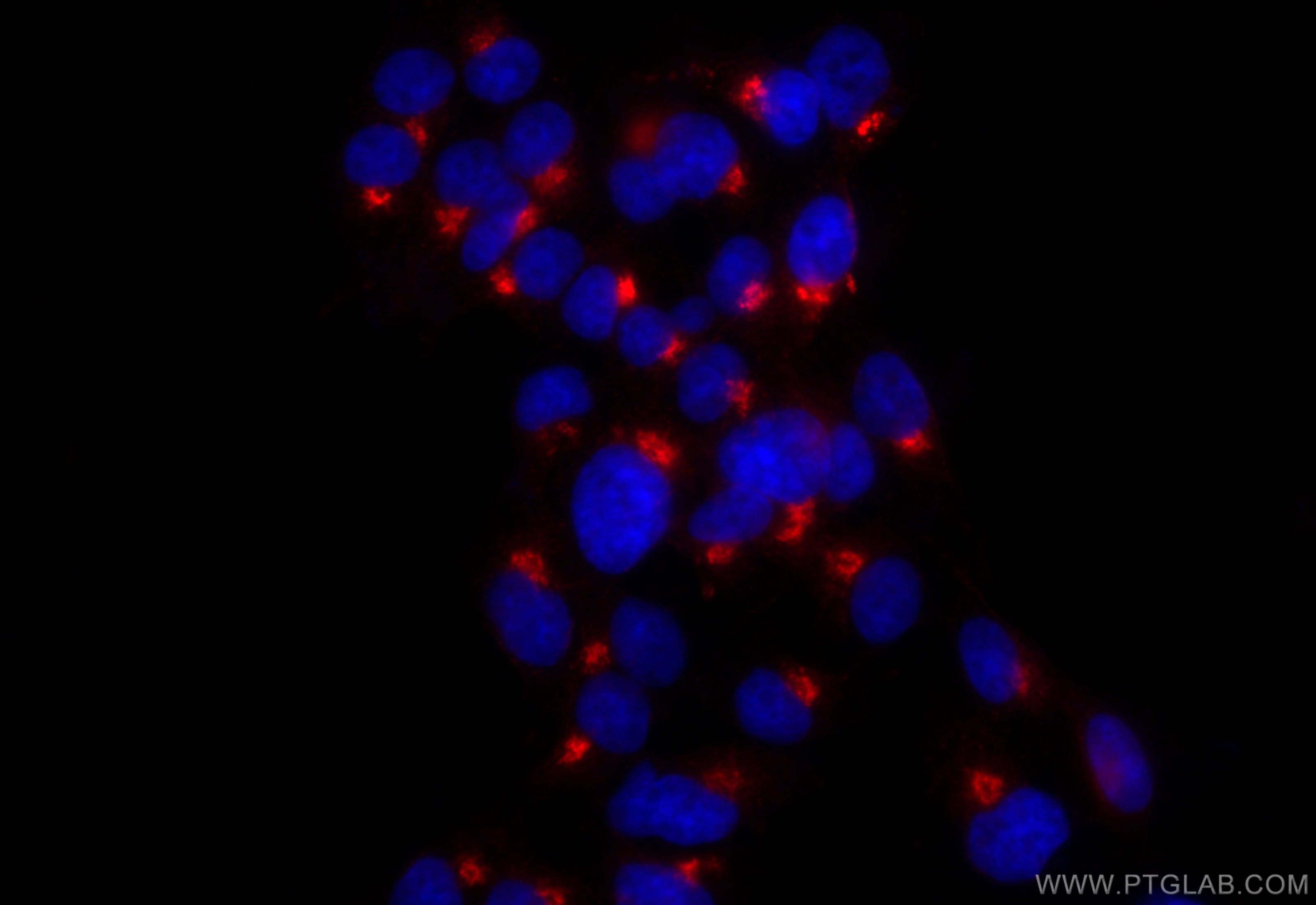 Syntaxin 6