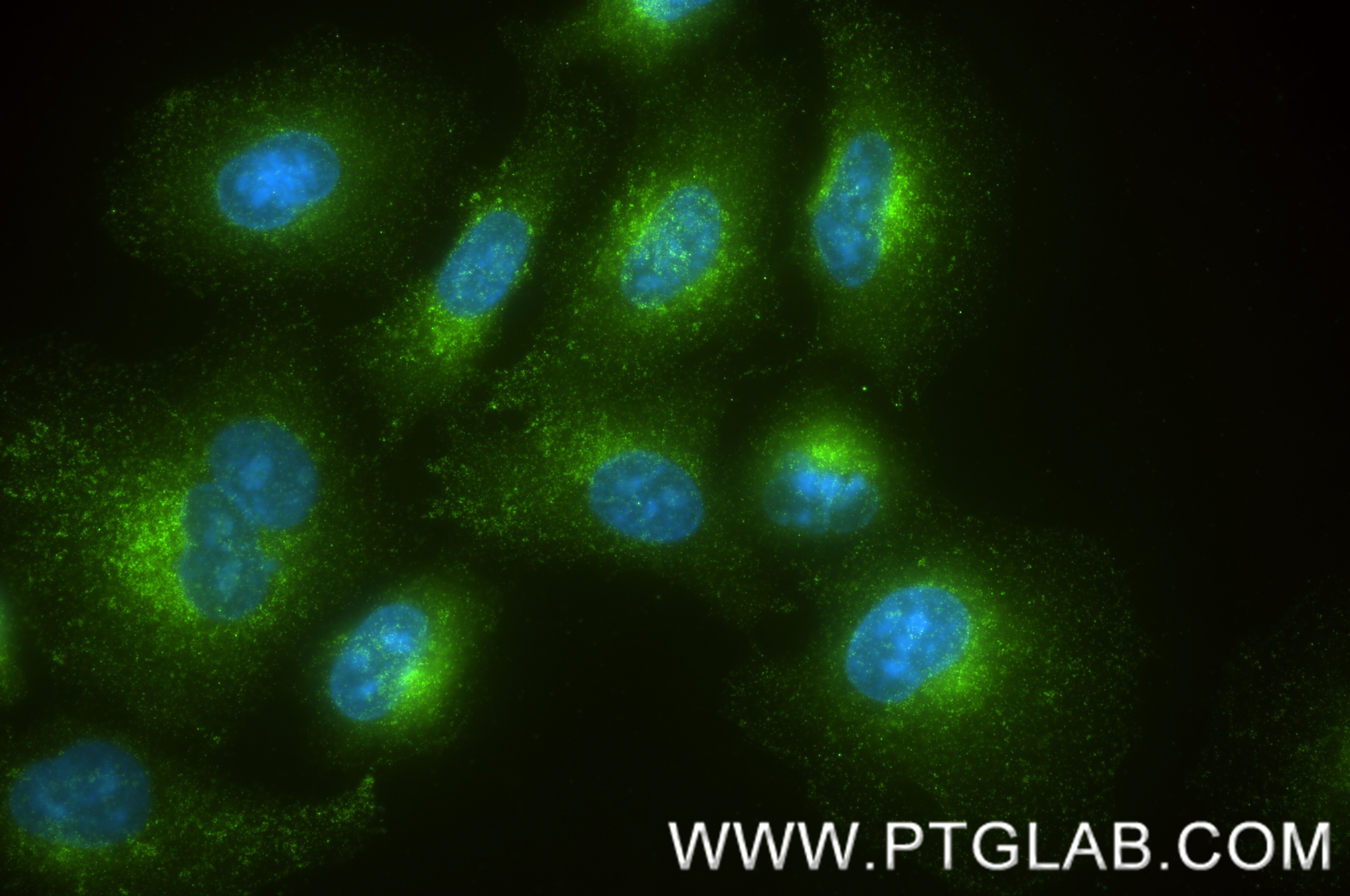 IF Staining of A549 using 87915-1-RR (same clone as 87915-1-PBS) Immunofluorescence (IF) / fluorescent staining of A549 cells using Syntaxin 7 Recombinant monoclonal antibody (87915-1-RR)
