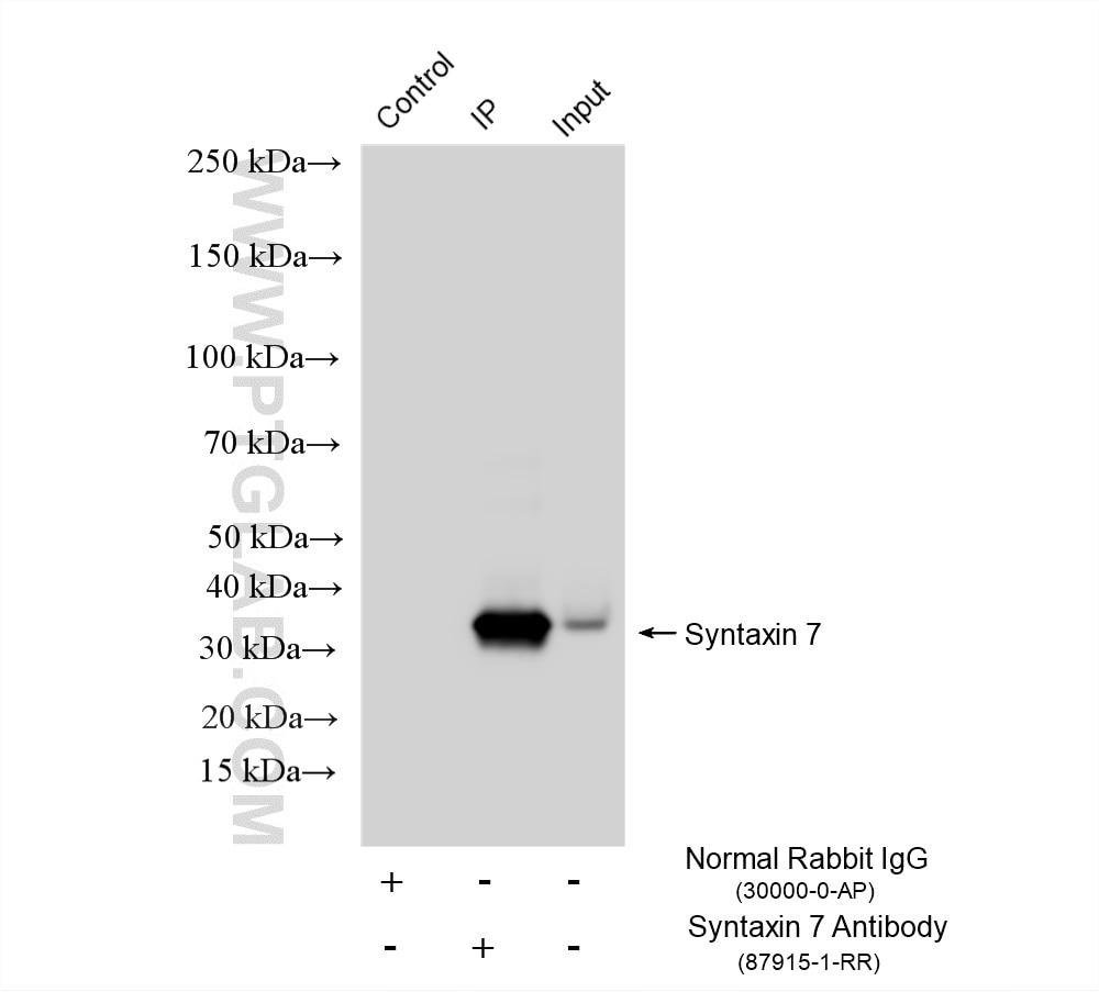 IP experiment of Raji using 87915-1-RR (same clone as 87915-1-PBS) Immunoprecipitation (IP) experiment of Raji cells using Syntaxin 7 Recombinant monoclonal antibody (87915-1-RR)