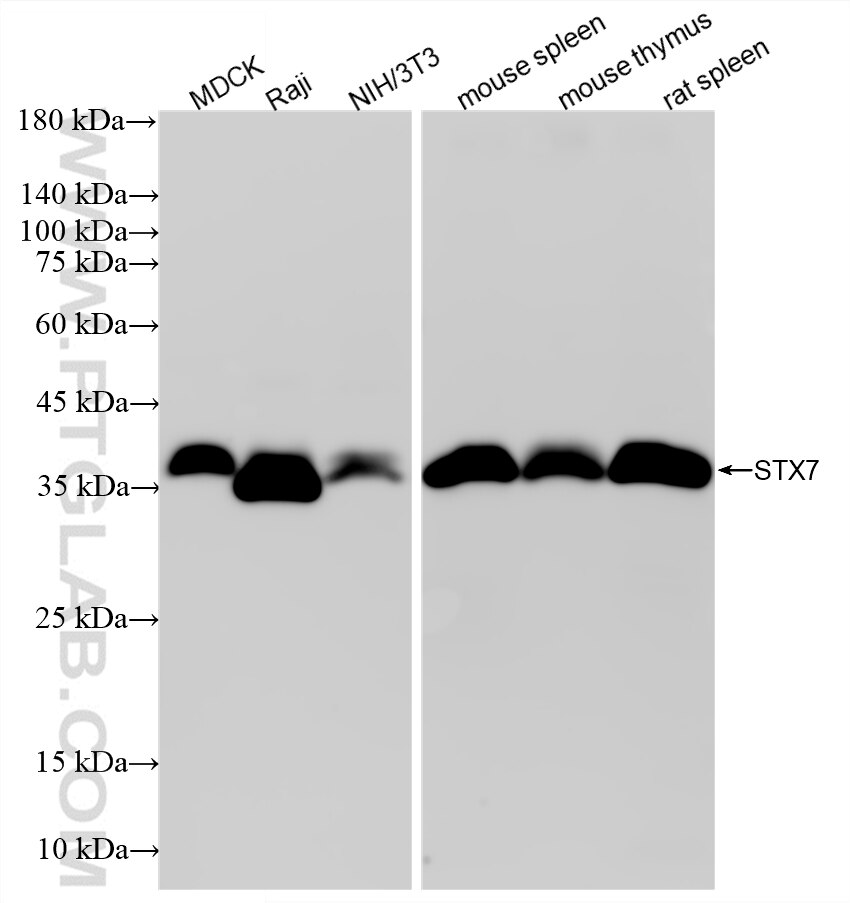 WB analysis using 87915-1-RR (same clone as 87915-1-PBS) Western Blot (WB) analysis of various lysates using Syntaxin 7 Recombinant monoclonal antibody (87915-1-RR)