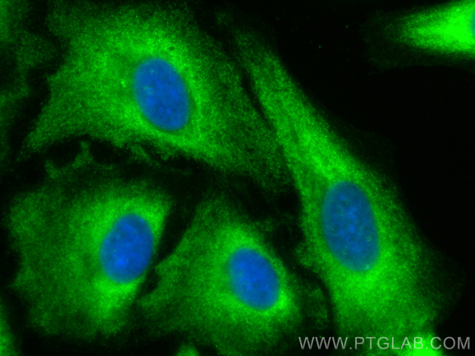 Immunofluorescence (IF) / fluorescent staining of A549 cells using CoraLite® Plus 488-conjugated Syntaxin 7 Polyclona (CL488-12322)