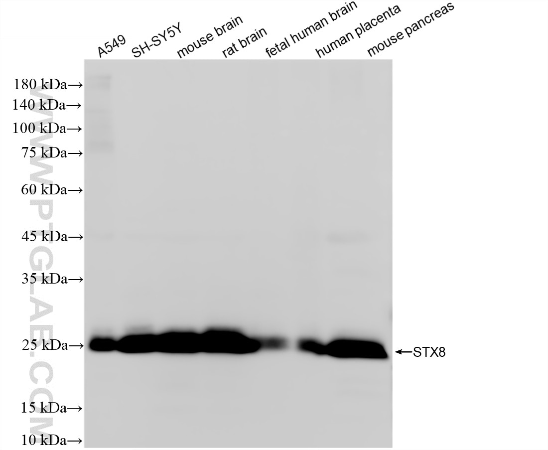 Various lysates were subjected to SDS PAGE followed by western blot with 86580-1-RR (STX8 antibody) at dilution of 1:30000 incubated at room temperature for 1.5 hours. This data was developed using the same antibody clone with 86580-1-PBS in a different storage buffer formulation. Western Blot (WB) analysis of various lysates using Syntaxin 8 Recombinant monoclonal antibody (86580-1-RR)