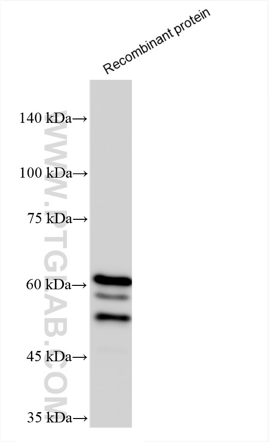 Western Blot (WB) analysis of Recombinant protein using T7 RNA polymerase Recombinant antibody (84959-4-RR)