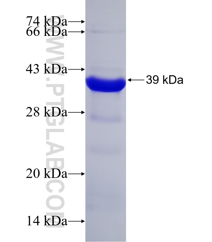 T7 RNA polymerase fusion protein Ag32629 SDS-PAGE