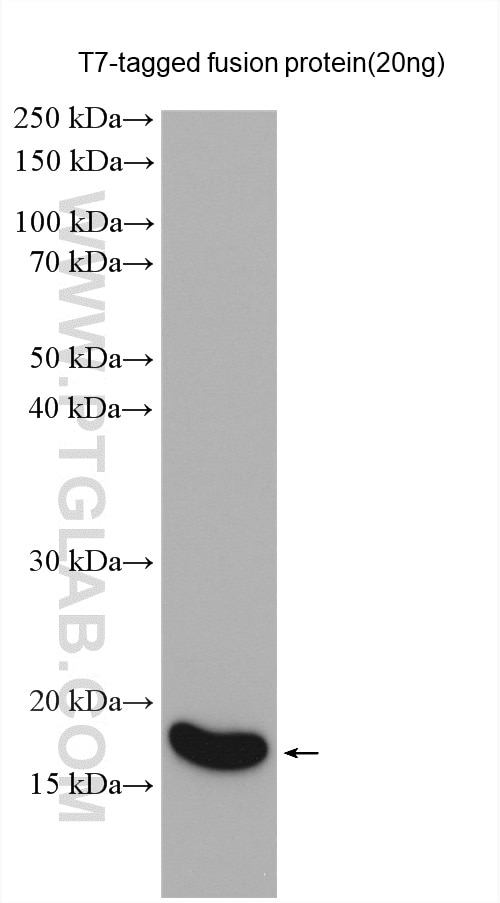 Western Blot (WB) analysis of various lysates using T7-tag Polyclonal antibody (14441-1-AP)