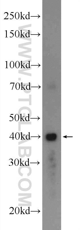 Western Blot (WB) analysis of mouse brain tissue using GPR58/TAAR2 Polyclonal antibody (24609-1-AP)