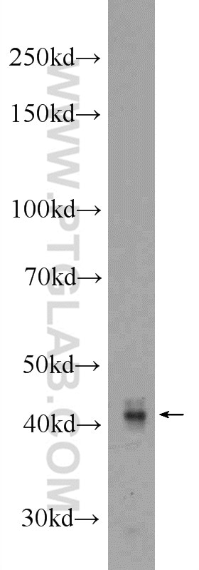 Western Blot (WB) analysis of mouse cerebellum tissue using GPR58/TAAR2 Polyclonal antibody (24609-1-AP)