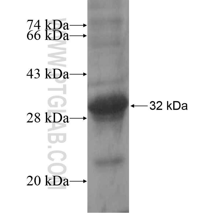 TAAR5 fusion protein Ag14925 SDS-PAGE