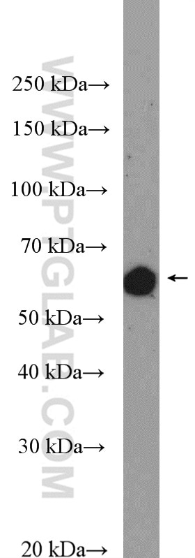 Western Blot (WB) analysis of NIH/3T3 cells using TAB1 Polyclonal antibody (27566-1-AP)