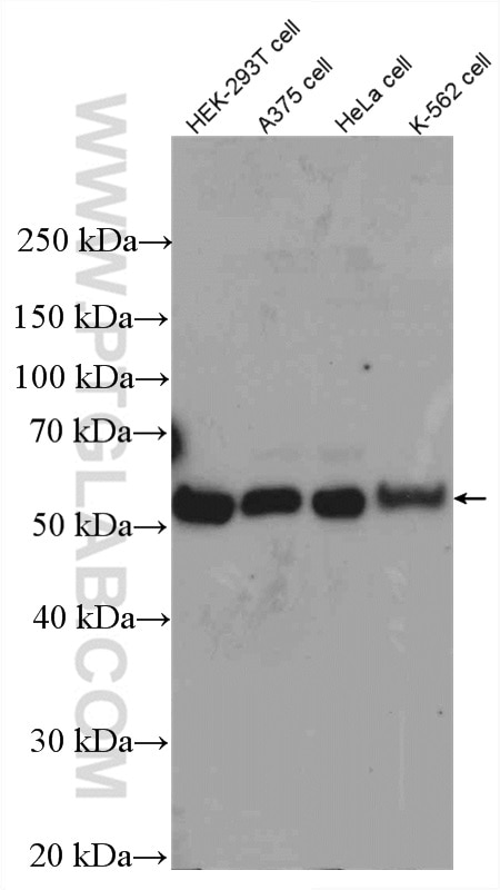 Western Blot (WB) analysis of various lysates using TAB1 Polyclonal antibody (27566-1-AP)