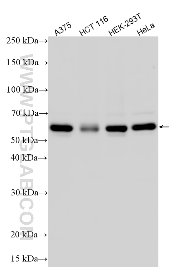 Western Blot (WB) analysis of various lysates using TAB1 Polyclonal antibody (27566-1-AP)