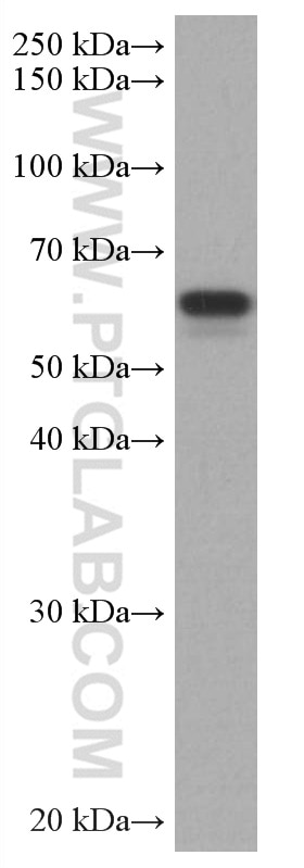 Western Blot (WB) analysis of HEK-293 cells using TAB1 Monoclonal antibody (67020-1-Ig)