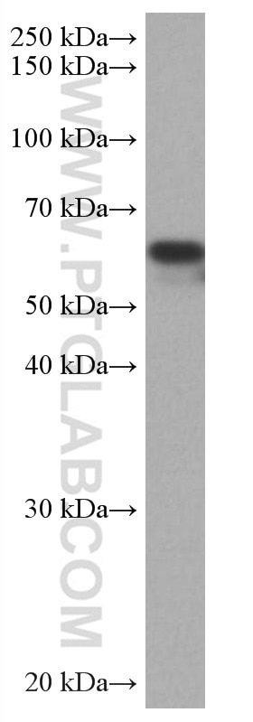 Western Blot (WB) analysis of K-562 cells using TAB1 Monoclonal antibody (67020-1-Ig)