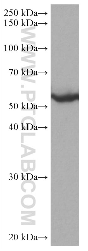 Western Blot (WB) analysis of HSC-T6 cells using TAB1 Monoclonal antibody (67020-1-Ig)
