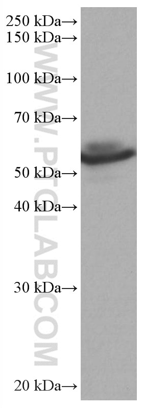 Western Blot (WB) analysis of NIH/3T3 cells using TAB1 Monoclonal antibody (67020-1-Ig)