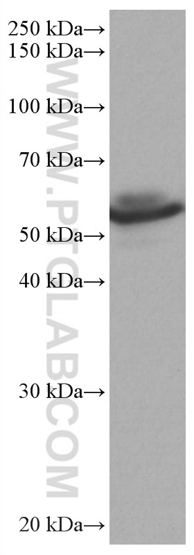 WB analysis of NIH/3T3 using 67020-1-Ig