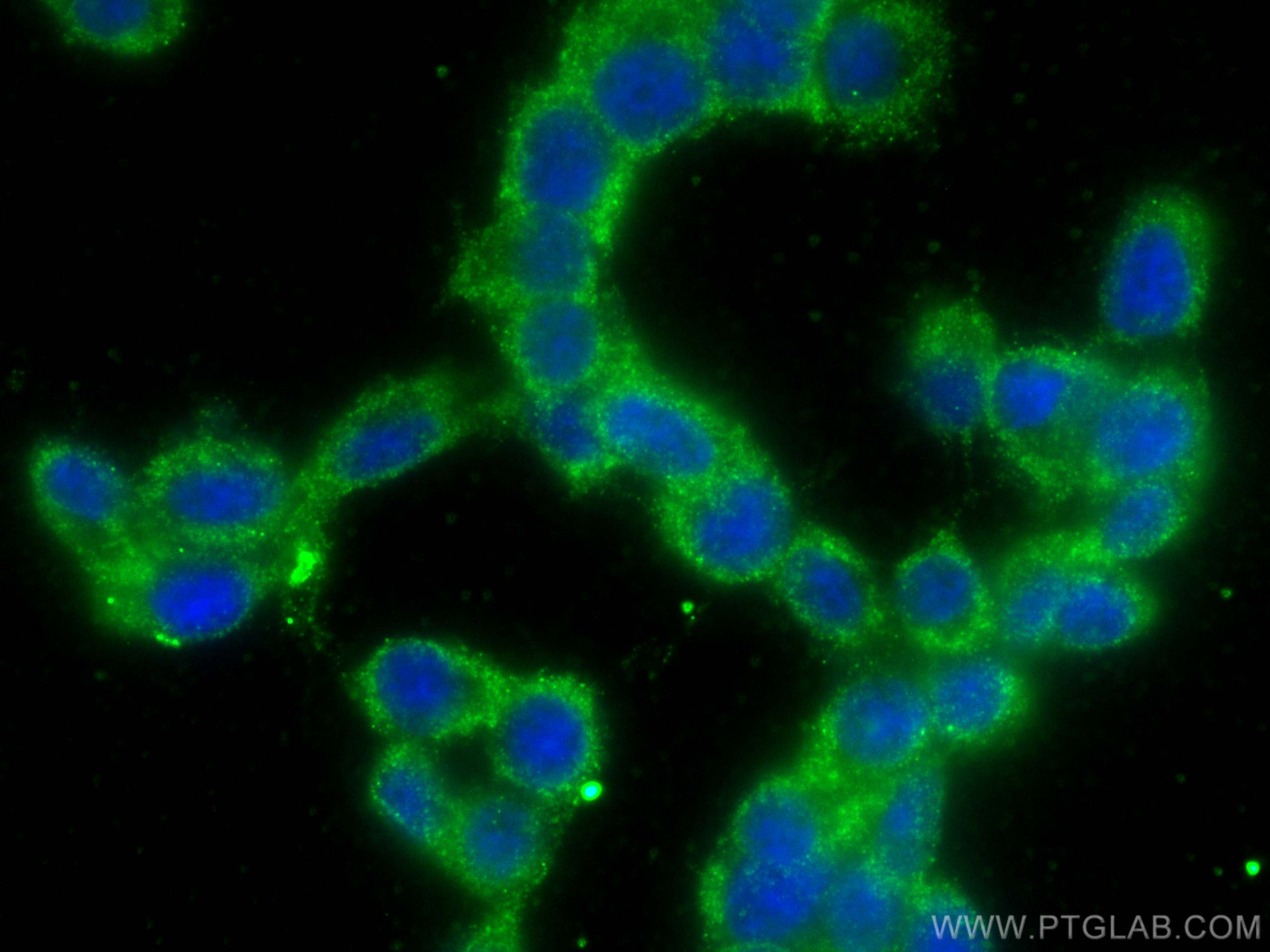 Immunofluorescence (IF) / fluorescent staining of PC-12 cells using TAC1 Polyclonal antibody (13839-1-AP)