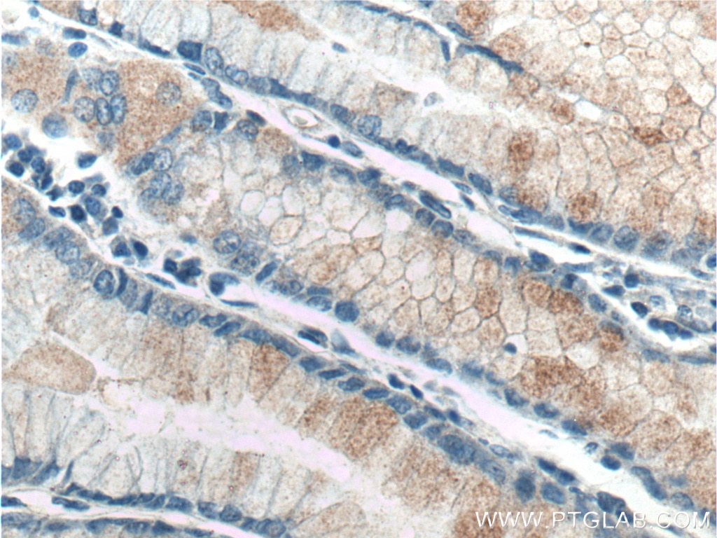 Immunohistochemistry (IHC) staining of human stomach tissue using TAC1 Polyclonal antibody (13839-1-AP)