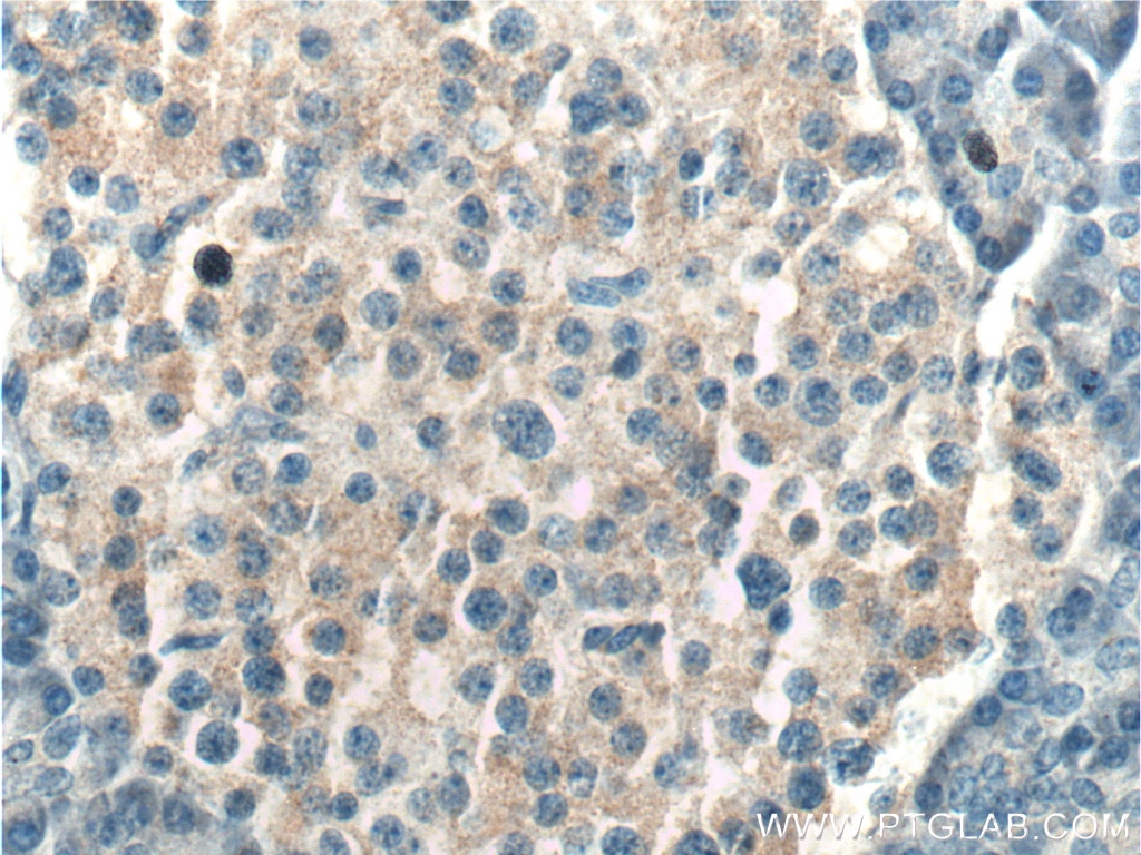 Immunohistochemistry (IHC) staining of human pancreas tissue using TAC1 Polyclonal antibody (13839-1-AP)