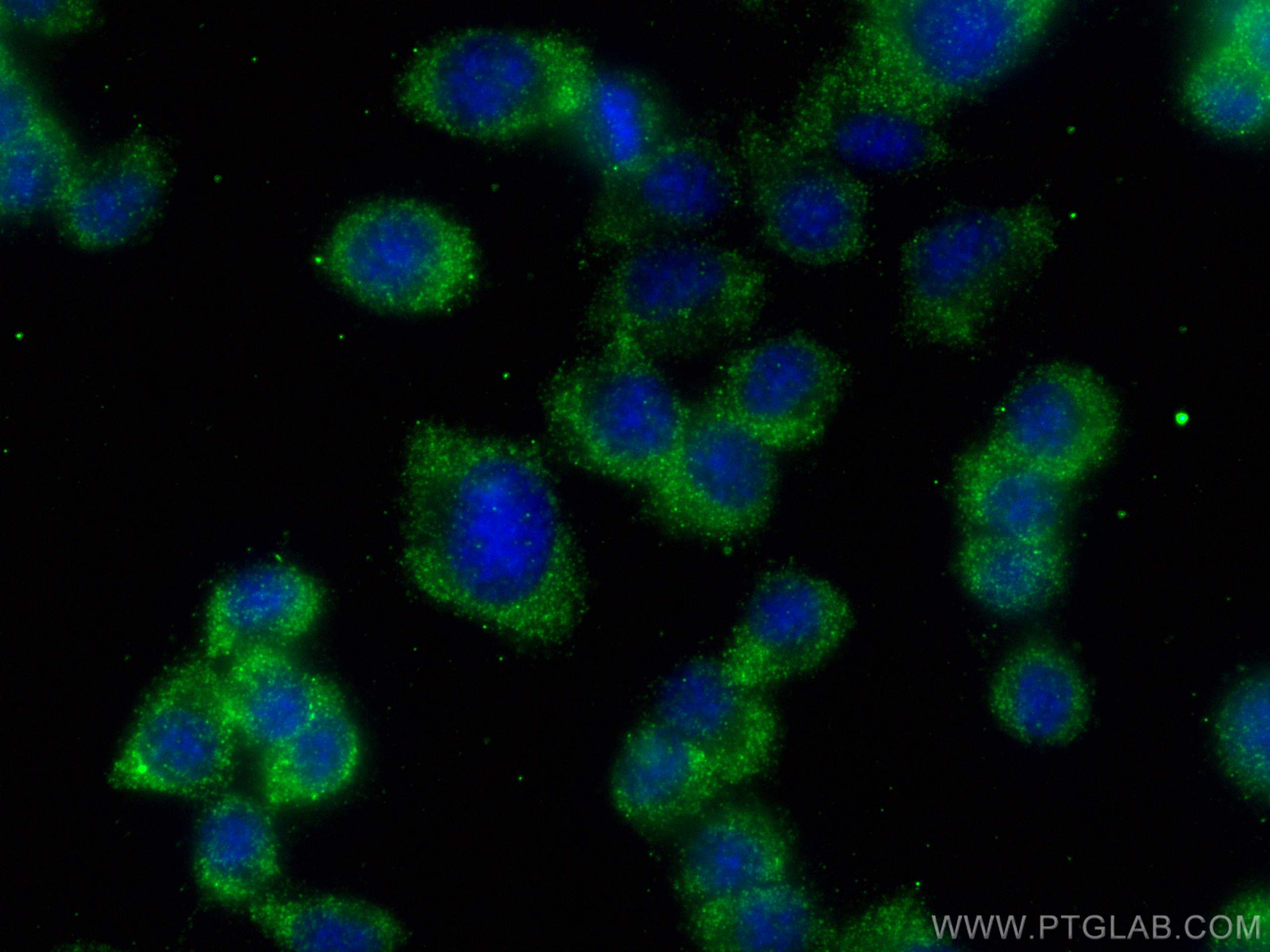 Immunofluorescence (IF) / fluorescent staining of PC-12 cells using TAC1 Polyclonal antibody (28599-1-AP)