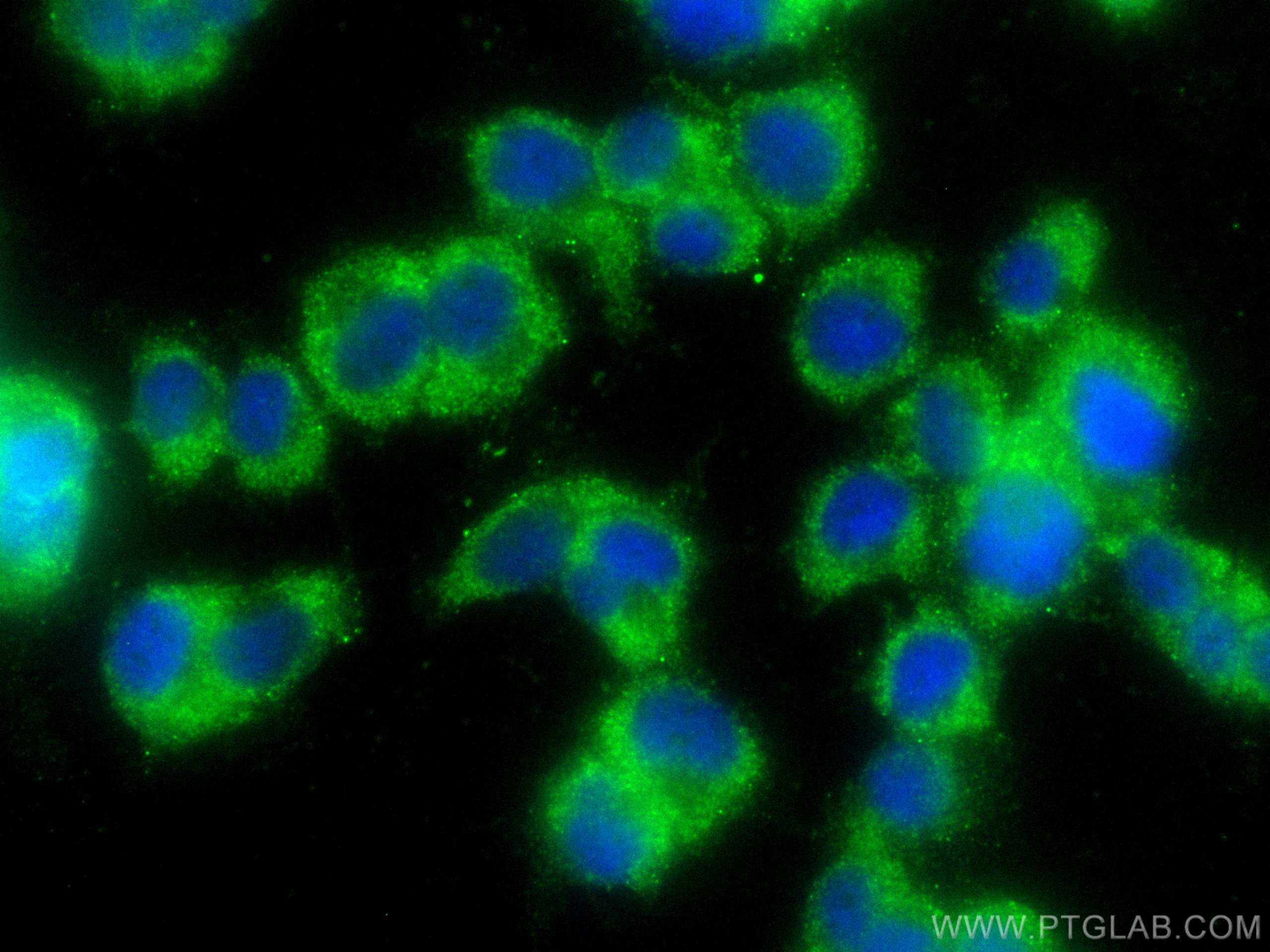 Immunofluorescence (IF) / fluorescent staining of PC-12 cells using CoraLite® Plus 488-conjugated TAC1 Polyclonal anti (CL488-13839)