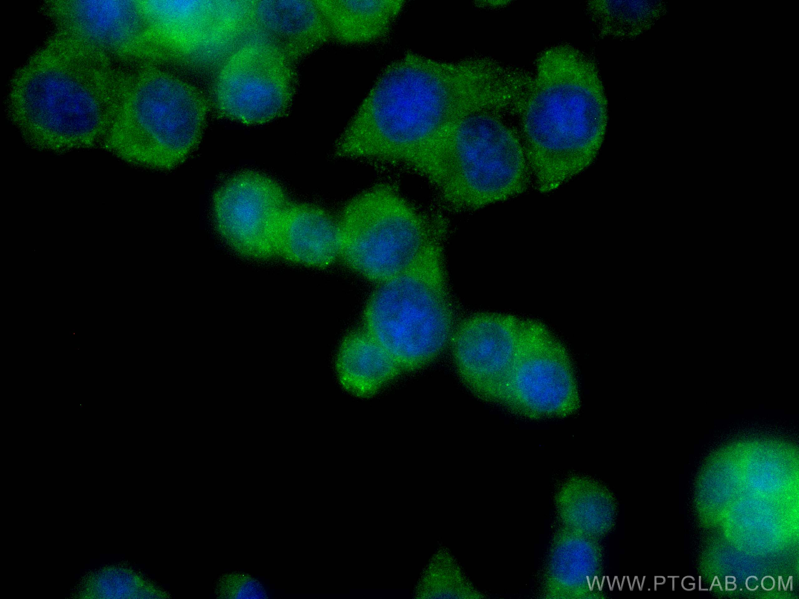 Immunofluorescence (IF) / fluorescent staining of PC-12 cells using CoraLite® Plus 488-conjugated TAC1 Polyclonal anti (CL488-28599)