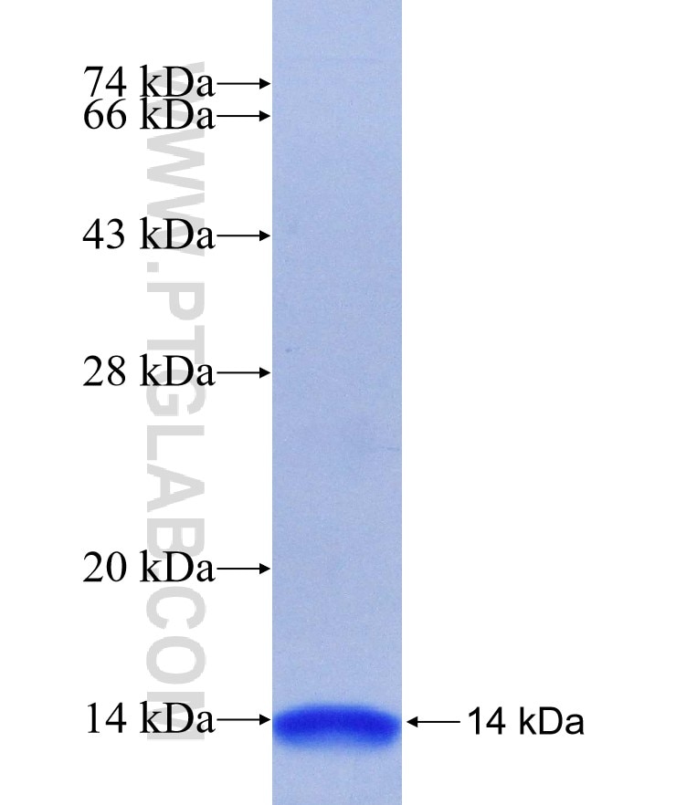 TAC1 fusion protein Ag23477 SDS-PAGE