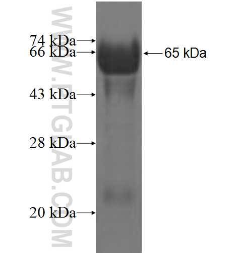 TACC1 fusion protein Ag4842 SDS-PAGE