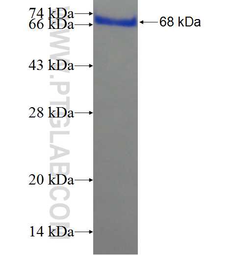 TACC3 fusion protein Ag22516 SDS-PAGE