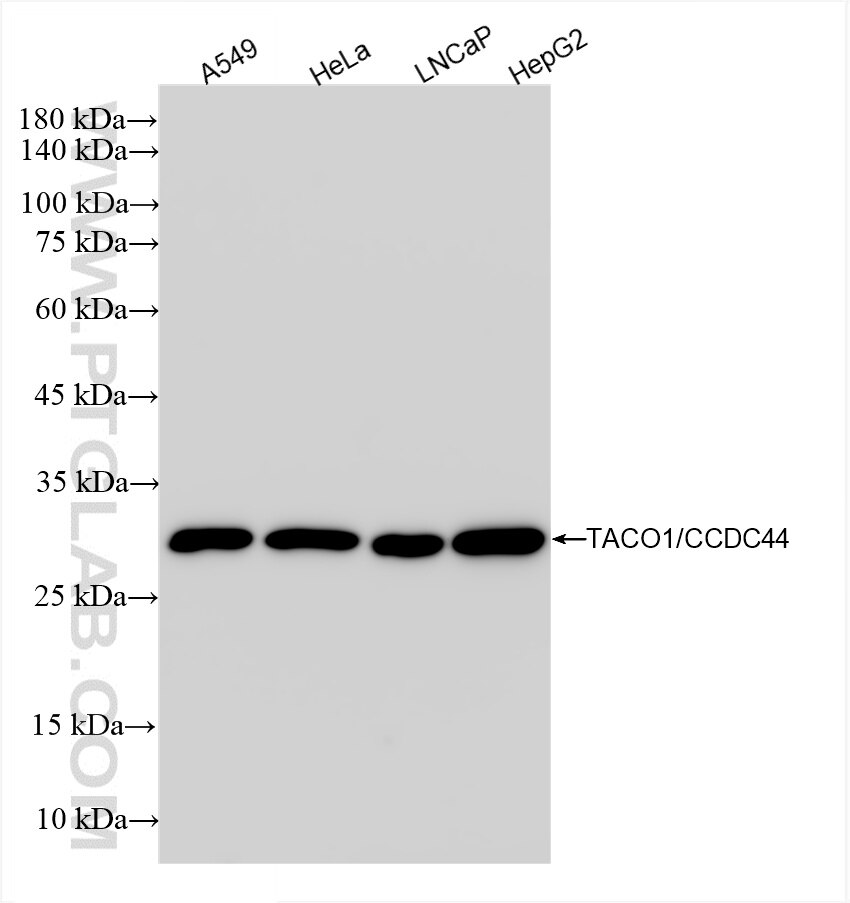 Western Blot (WB) analysis of various lysates using TACO1/CCDC44 Recombinant antibody (85625-1-RR)