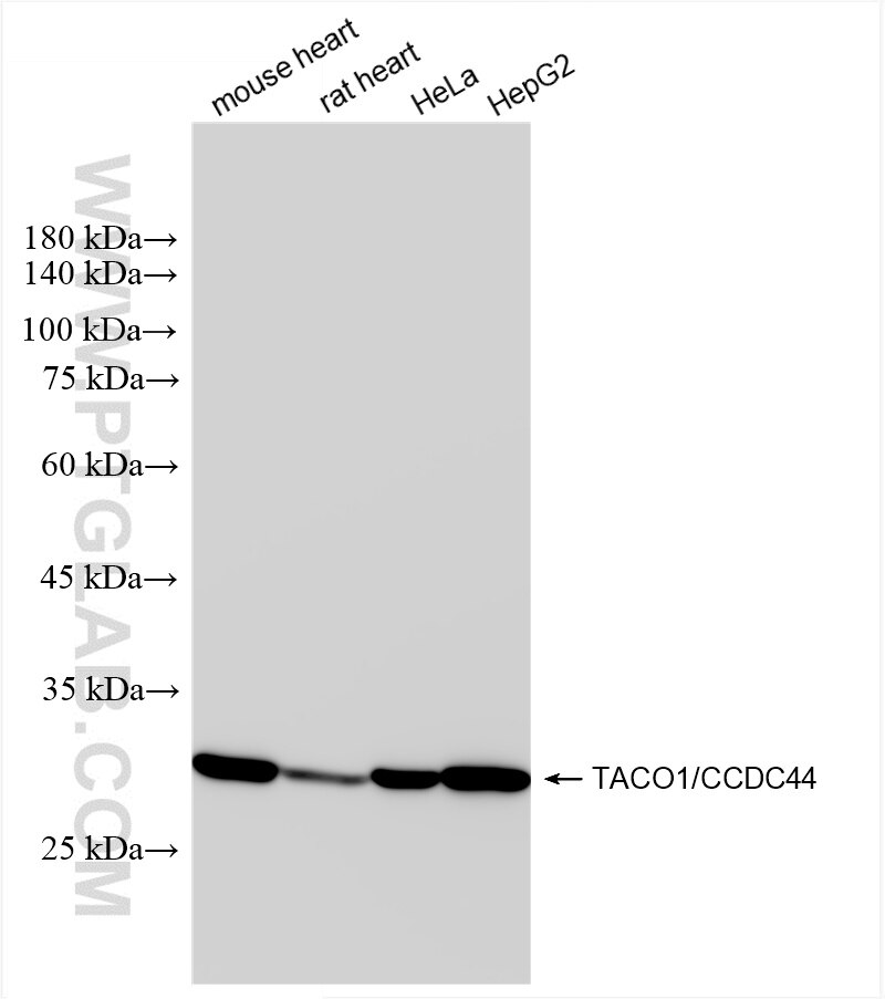 Western Blot (WB) analysis of various lysates using TACO1/CCDC44 Recombinant antibody (85625-1-RR)