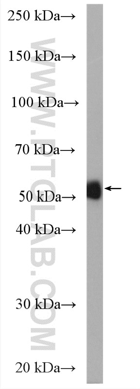 WB analysis of THP-1 using 17942-1-AP