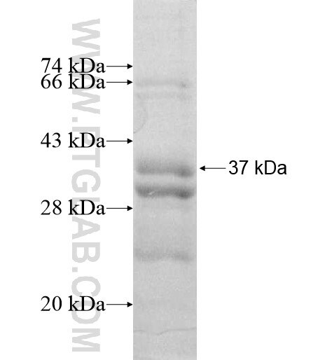 TACR1 fusion protein Ag12368 SDS-PAGE