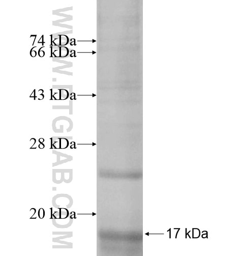 TACR1 fusion protein Ag12624 SDS-PAGE