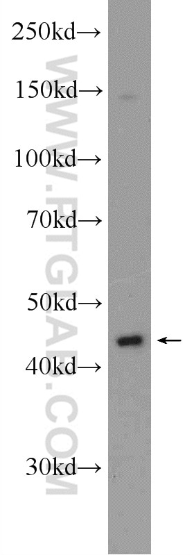Western Blot (WB) analysis of PC-3 cells using TACR2 Polyclonal antibody (25270-1-AP)