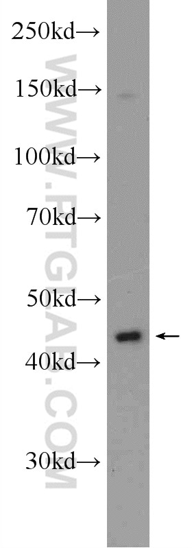 WB analysis of PC-3 using 25270-1-AP