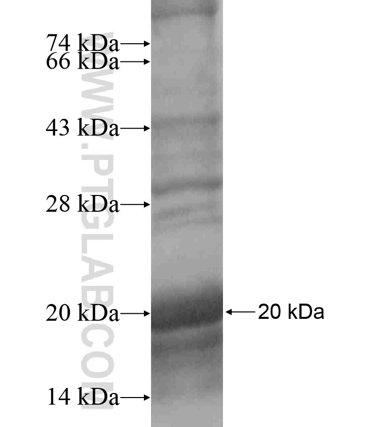 TACR3 fusion protein Ag17893 SDS-PAGE
