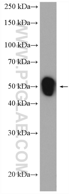 Western Blot (WB) analysis of HaCaT cells using TACSTD2/TROP2 Polyclonal antibody (27360-1-AP)