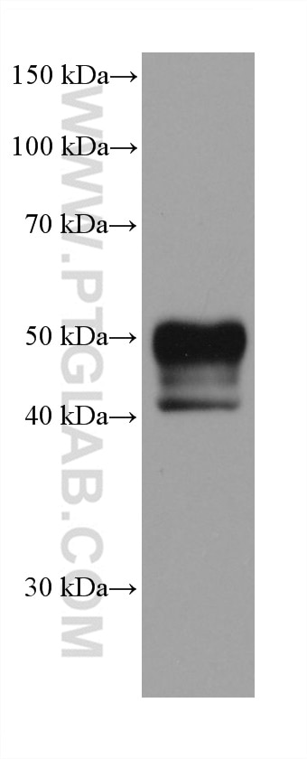 Western Blot (WB) analysis of HaCaT cells using TACSTD2/TROP2 Monoclonal antibody (68141-1-Ig)