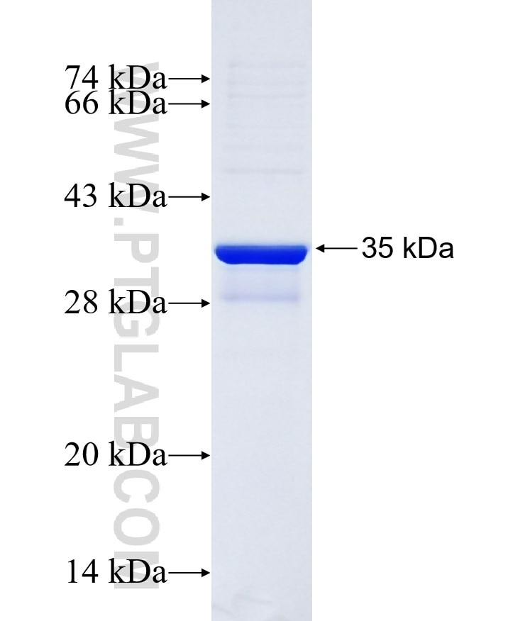 TACSTD2 fusion protein Ag25769 SDS-PAGE