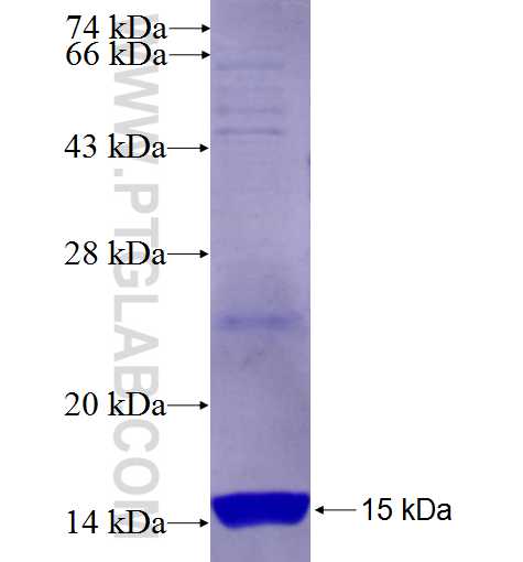 TACSTD2 fusion protein Ag25775 SDS-PAGE