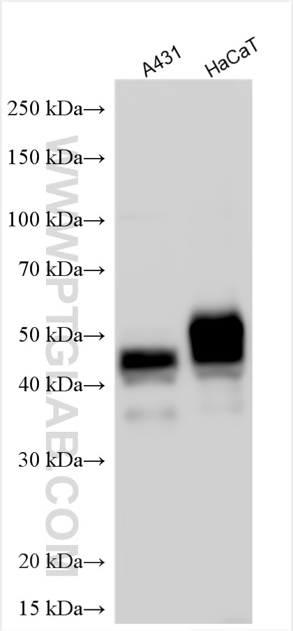 Western Blot (WB) analysis of various lysates using TACSTD2/TROP2 Polyclonal antibody (29856-1-AP)