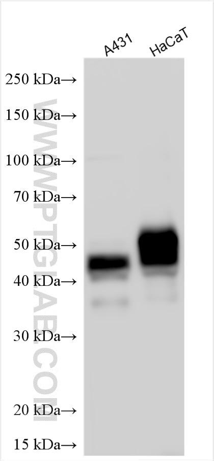 WB analysis using 29856-1-AP