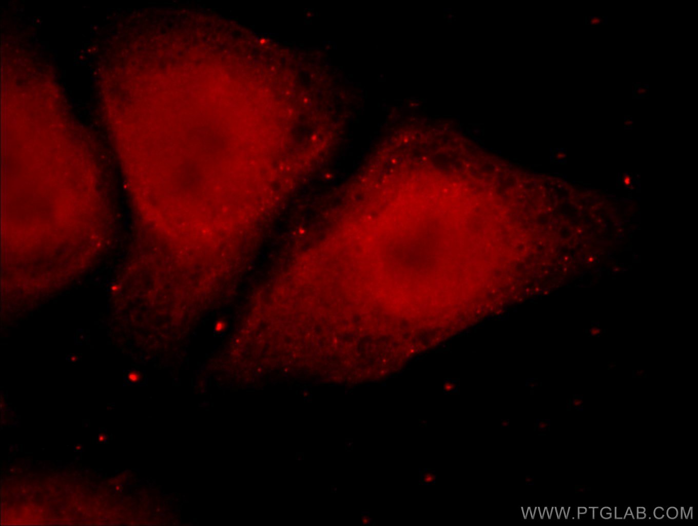 Immunofluorescence (IF) / fluorescent staining of HepG2 cells using TADA1L Polyclonal antibody (20337-1-AP)