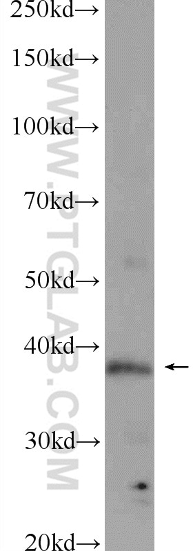 Western Blot (WB) analysis of mouse testis tissue using TADA1L Polyclonal antibody (20337-1-AP)