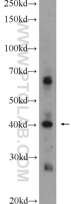 Western Blot (WB) analysis of NIH/3T3 cells using TADA1L Polyclonal antibody (20337-1-AP)