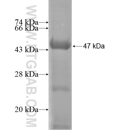 TADA1L fusion protein Ag14118 SDS-PAGE
