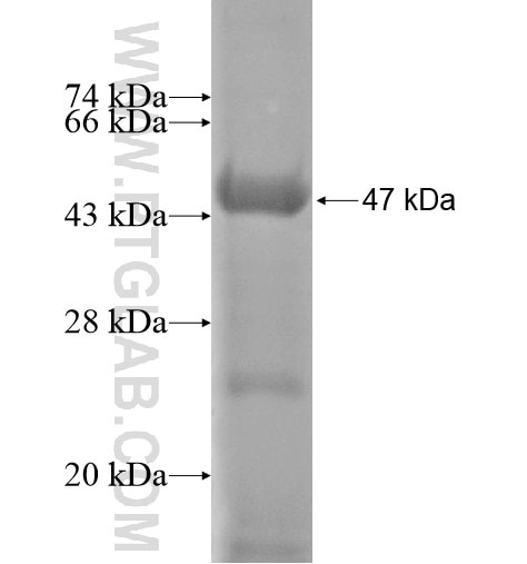 TADA1L fusion protein Ag14118 SDS-PAGE