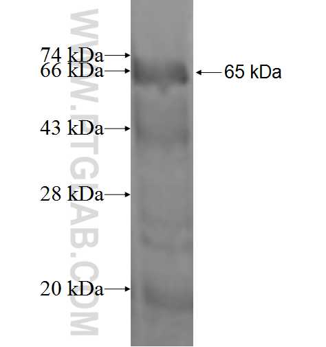 TADA2L fusion protein Ag1817 SDS-PAGE